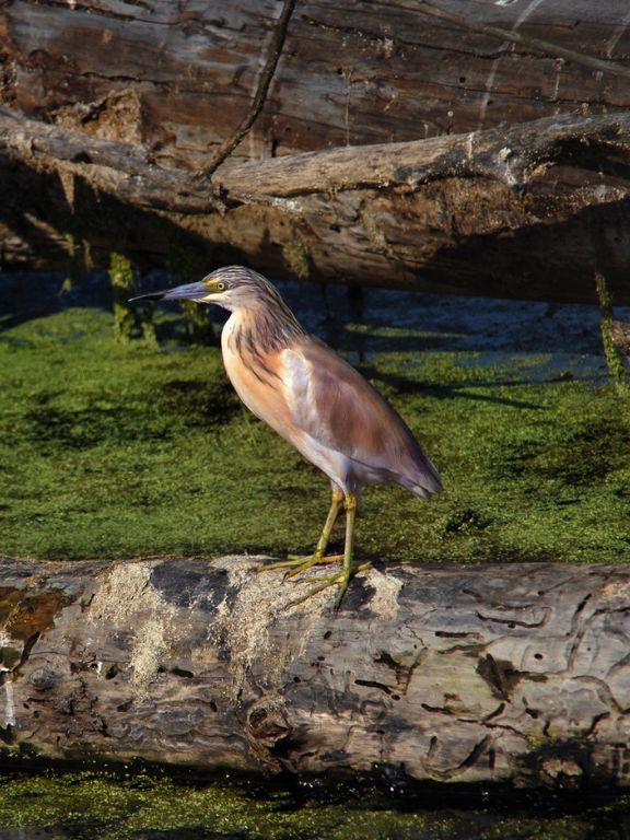Χλωρίδα/Πανίδα